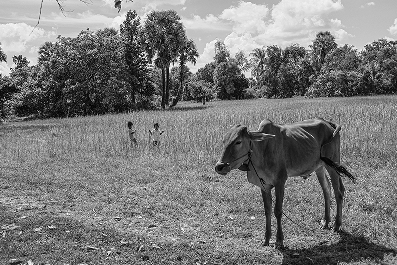 Pasture-Cow-Children_web.jpg