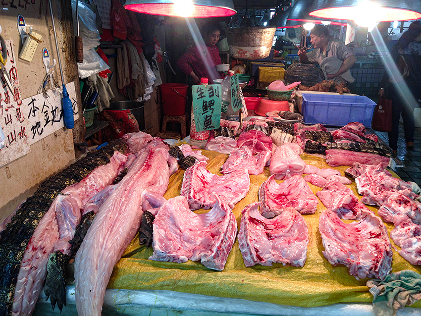 alligator, China